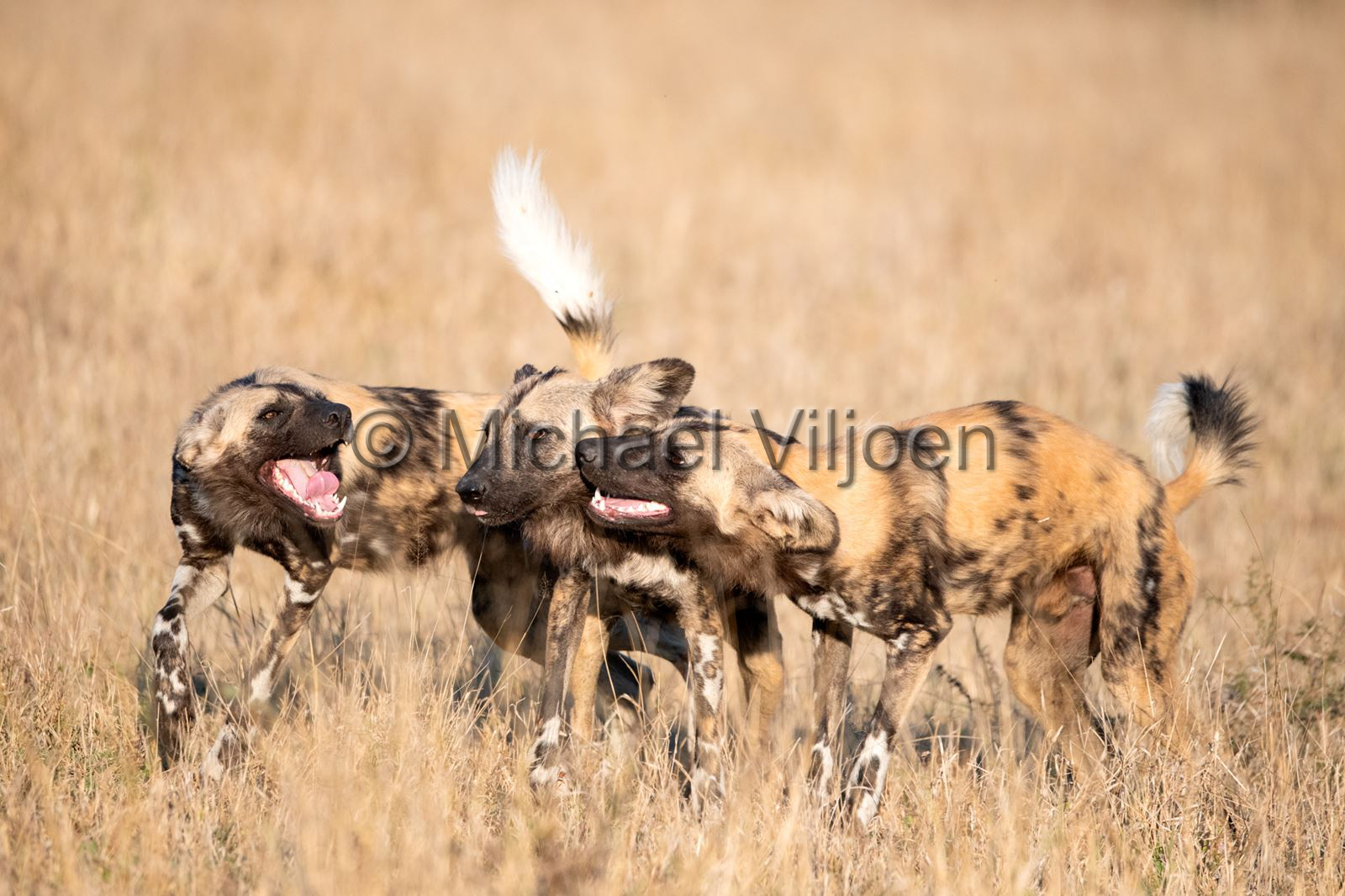 Mammals Photography